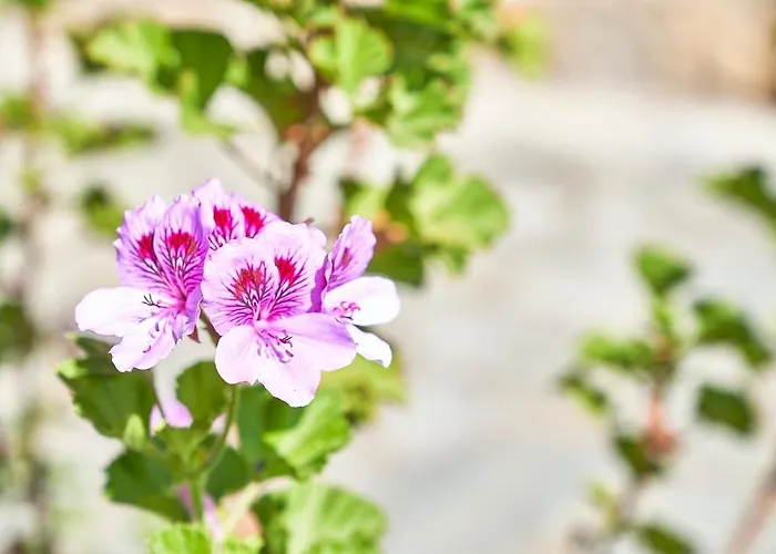 Bed & Breakfast La Gitana