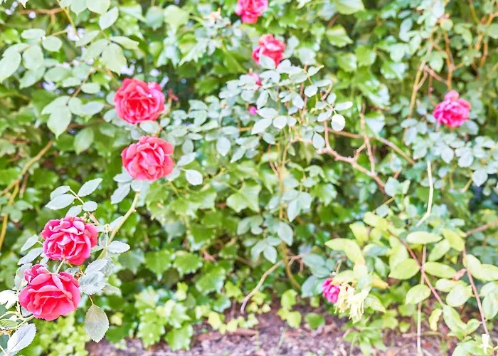 La Gitana Bed & Breakfast Anacapri (Isola di Capri)