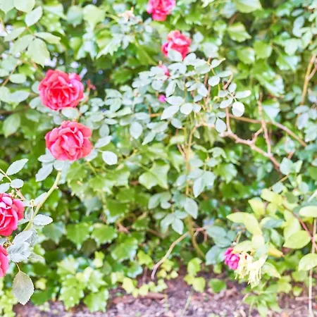 La Gitana فندق مبيت وإفطار أناكابْري