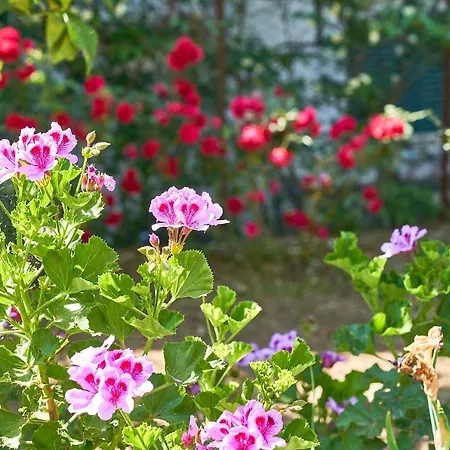 La Gitana Oda ve Kahvaltı Anacapri (Isola di Capri)