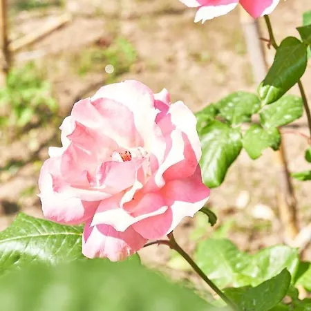La Gitana Anacapri (Isola di Capri)