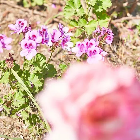 La Gitana Bed & Breakfast 3*