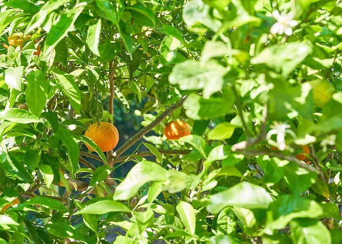 La Gitana Frühstückspension Anacapri (Isola di Capri)