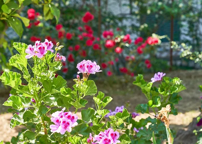 La Gitana Bed & Breakfast Anacapri (Isola di Capri)