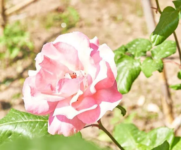 La Gitana 阿纳卡普里