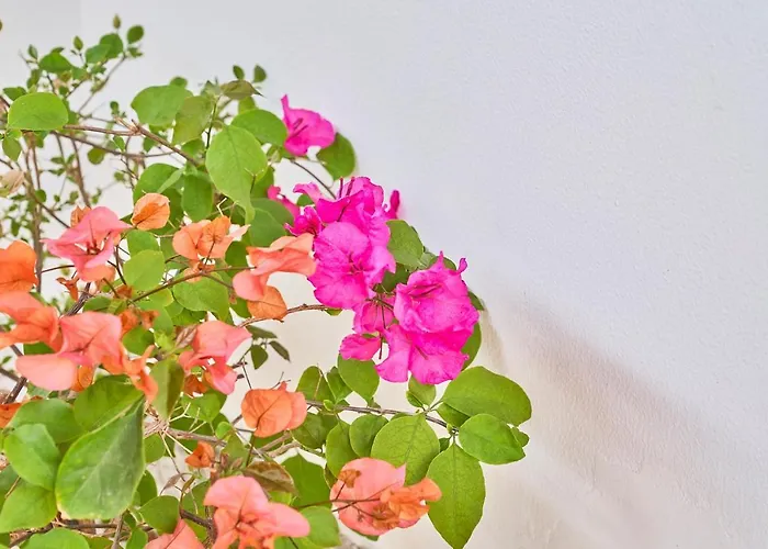 La Gitana 阿纳卡普里