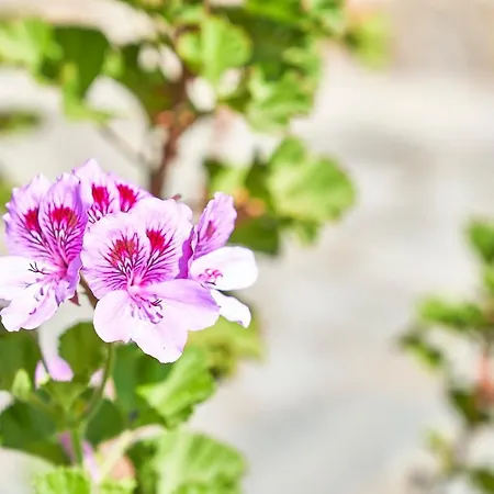 Bed and Breakfast La Gitana