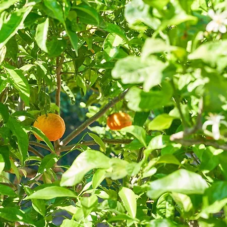 La Gitana Bed and Breakfast Ανακάπρι