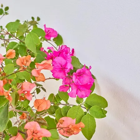 La Gitana Ανακάπρι